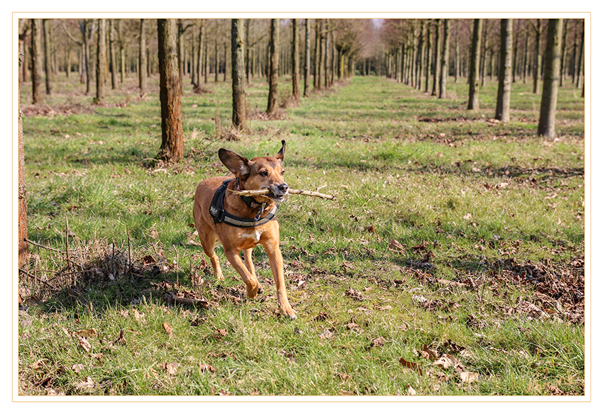 Ein Beuteträger
Schlüsselwörter: Hund