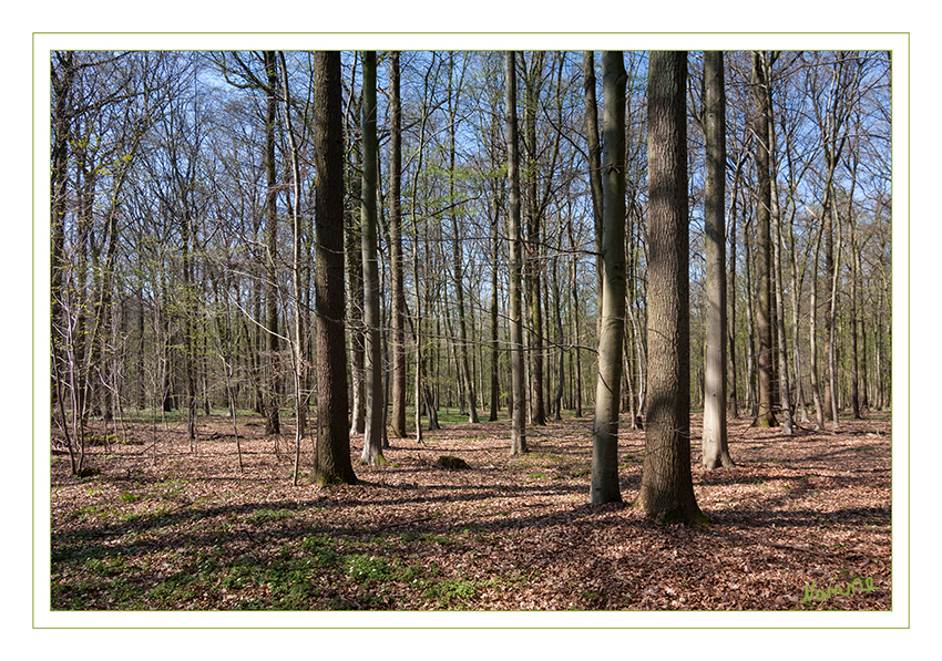 Die Natur legt los
Schlüsselwörter: Wald, Frühling, 