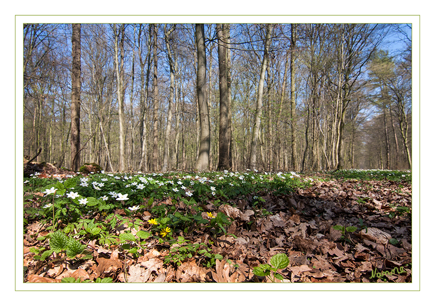 Die Natur legt los
Das Buschwindröschen ist ein typischer Frühjahrsgeophyt, der die Krautschicht in Wäldern bildet, während die Bäume im Frühling noch kein Laub tragen. Da das Buschwindröschen hohe Lichtansprüche hat, findet der gesamte Lebenszyklus der Pflanze im Frühjahr statt.  Oft werden große Flächen von dieser gesellig wachsenden Art eingenommen und mit einem weißen machmal auch gelben Blütenteppich bedeckt.
laut Wikipedia
Schlüsselwörter: Wald, Frühling, Buschwindröschen