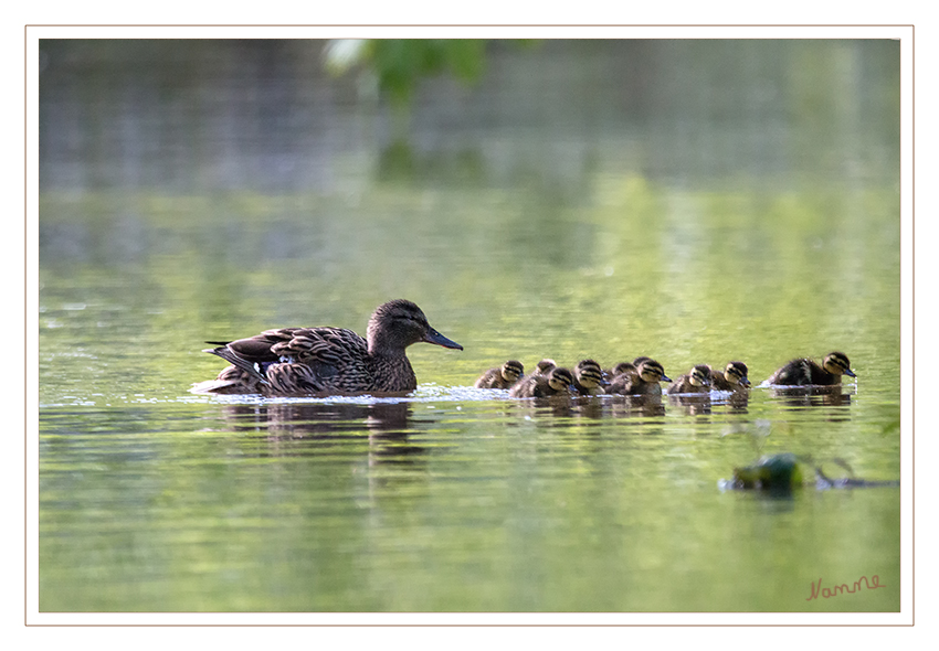 Die Natur legt los
Schlüsselwörter: Ente, Entenkücken, Stockente