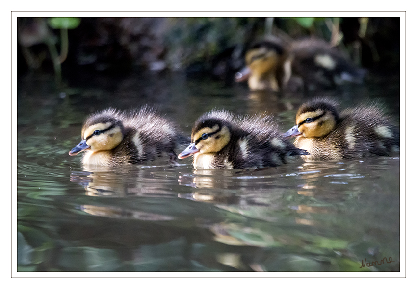 Die Natur legt los
Schlüsselwörter: Ente, Entenkücken, Stockente