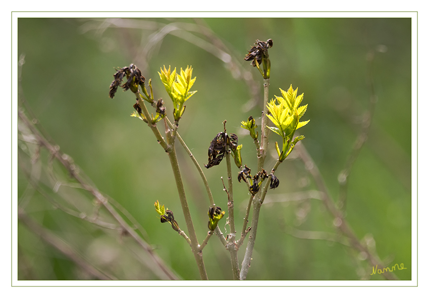 Alt und Neu
Die Natur legt los.
Schlüsselwörter: Frühling,