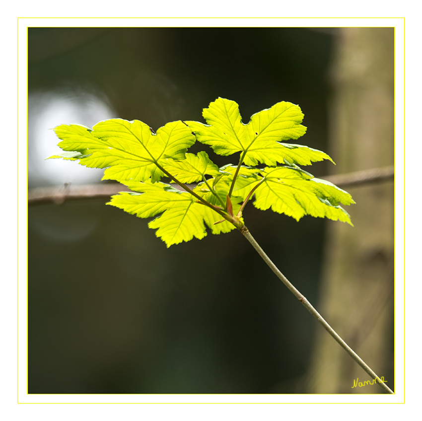 Besonderer Moment
Schlüsselwörter: Frühling