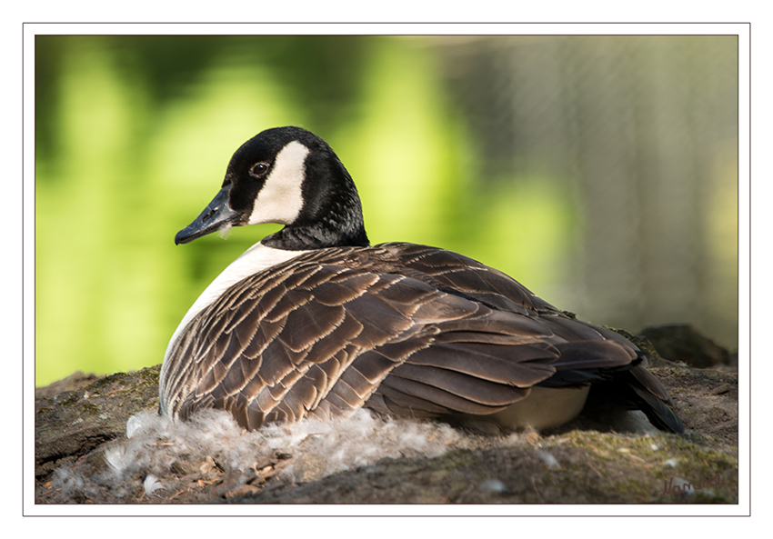 Die Natur legt los
Kanadagänse legen ihre Nester auf festem Grund an und bevorzugen Stellen, von denen aus der brütende Vogel das angrenzende Gebiet gut beobachten kann. laut Wikipedia

Schlüsselwörter: Kanadagans