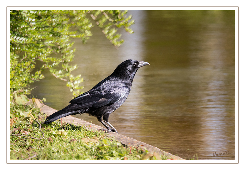 Aufmerksam
Krähen und Raben bilden zusammen die Gattung Corvus in der Familie der Rabenvögel (Corvidae). Die größeren Vertreter werden als „Raben“, die kleineren als „Krähen“ bezeichnet. laut Wikipedia
Schlüsselwörter: Krähe, Vogel