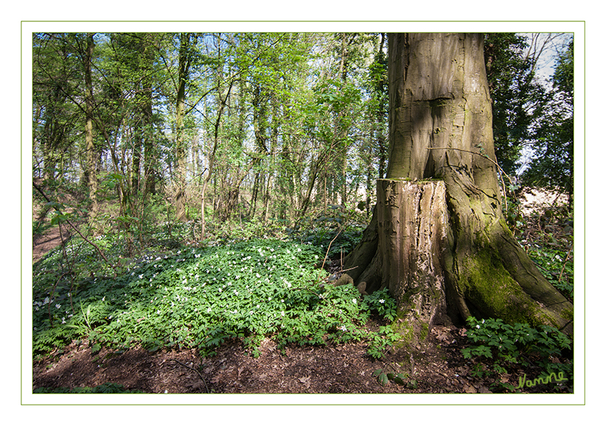 Es geht los...
Das erste zarte Grün und Buschwindröschen die ihre Blütenkelche der Sonne entgegen strecken.
Schlüsselwörter: Wald, Frühling, Buschwindröschen