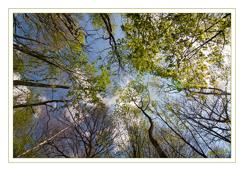 Käferperspektive
Schlüsselwörter: Wald, Frühling,