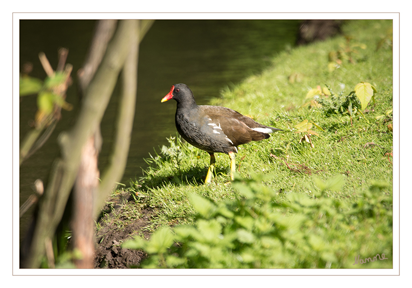 Teichhuhn
Jegliche Form von Gewässern (Seen, Flüsse, Altwässer, Gräben...) mit Süßwasser, deren Ufer reich strukturiert und dicht bewachsen sind, werden besiedelt. In Frage kommen auch Parkteiche, Lehm- und Kiesgruben und winzige Dorfteiche. laut www.natur-in-nrw
Schlüsselwörter: Teichhuhn