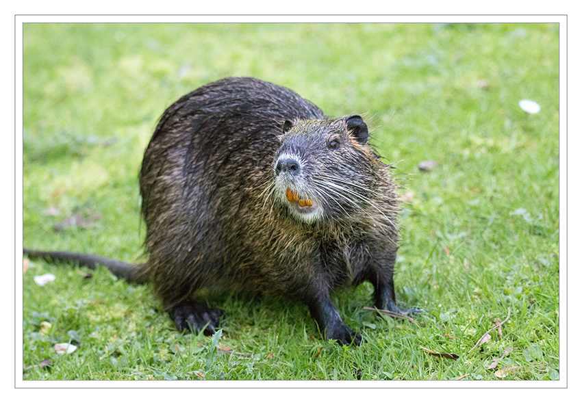 Hey, ich seh dich.
Wie erkenne ich ein Nutria?
1. Die Größe.  Nutrias sind schon recht groß ( 60 cm plus Schwanz ), aber nicht so groß wie Biber
2. Die orangefarbenen Zähne, die meist schon von weitem zu erkennen sind. 
3. Die stumpfe Form des Kopfes, sieht beim Nutria eher aus wie bei einem Riesenmeerschweinchen, beim Bisam eher schmal und spitz, wie bei einer Ratte bzw. Maus. laut nutria-info.com
Schlüsselwörter: Nutria