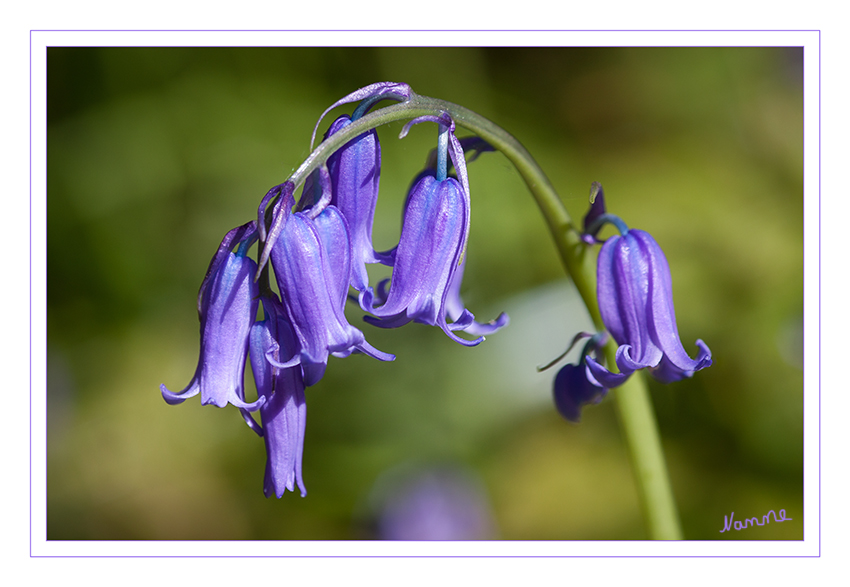 Hasenglöckchen
Die Hasenglöckchen (Hyacinthoides) sind eine Pflanzengattung innerhalb der Familie Spargelgewächse (Asparagaceae). Der botanische Gattungsname Hyacinthoides ist aus dem Gattungsname Hyacinthus und dem griechischen oides für ähnlich hergeleitet. Heimatgebiete der Arten liegen im westlichen Europa und im nordwestlichen Afrika. laut Wikipedia
Schlüsselwörter: Hasenglöckchen, Wald,