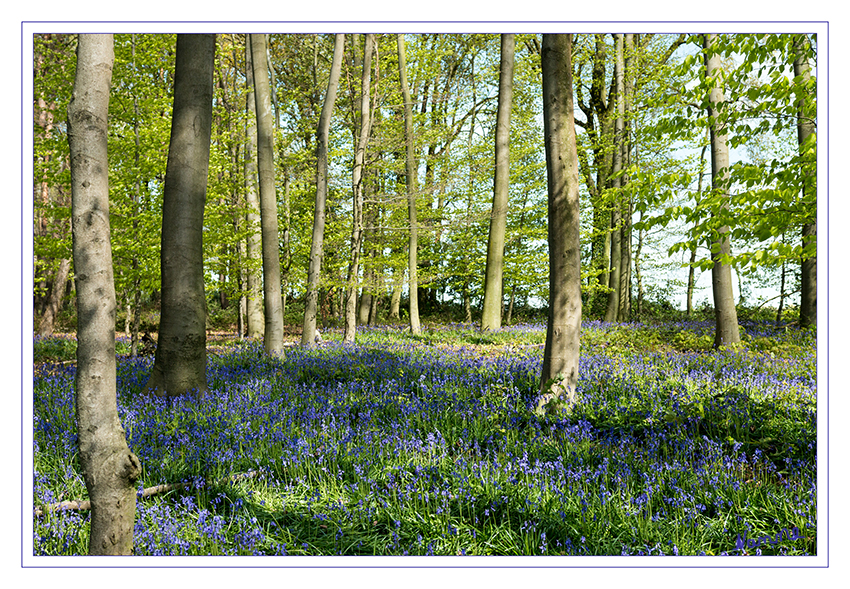 Hasenglöckchenwald
Das im Volksmund Wald der blauen Blumen genannte Gebiet in Doveren (Kreis Heinsberg) erhielt seinen Namen durch einen ausgeprägten Bestand des Atlantischen Hasenglöckchens (Hyacinthoides non-scripta), das als natürliches Vorkommen gilt. laut Wikipedia
Schlüsselwörter: Hasenglöckchen, Wald,