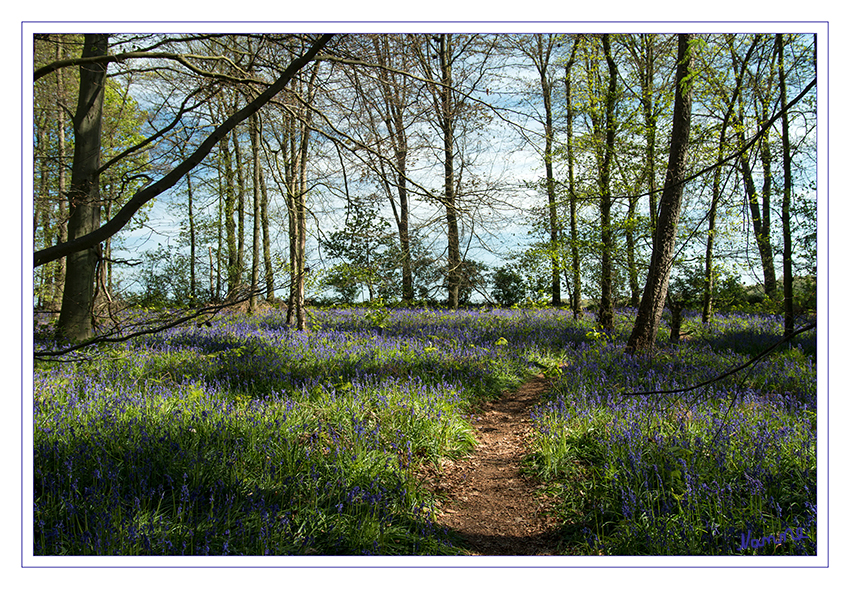 Hasenglöckchenwald
Auf einer großen Fläche mitten im Wald leuchtet ein dunkelblauer Blütenteppich mit wild wachsenden Atlantischen Hasenglöckchen (Hyacinthoides non-scripta). 


Schlüsselwörter: Hasenglöckchen, Wald,