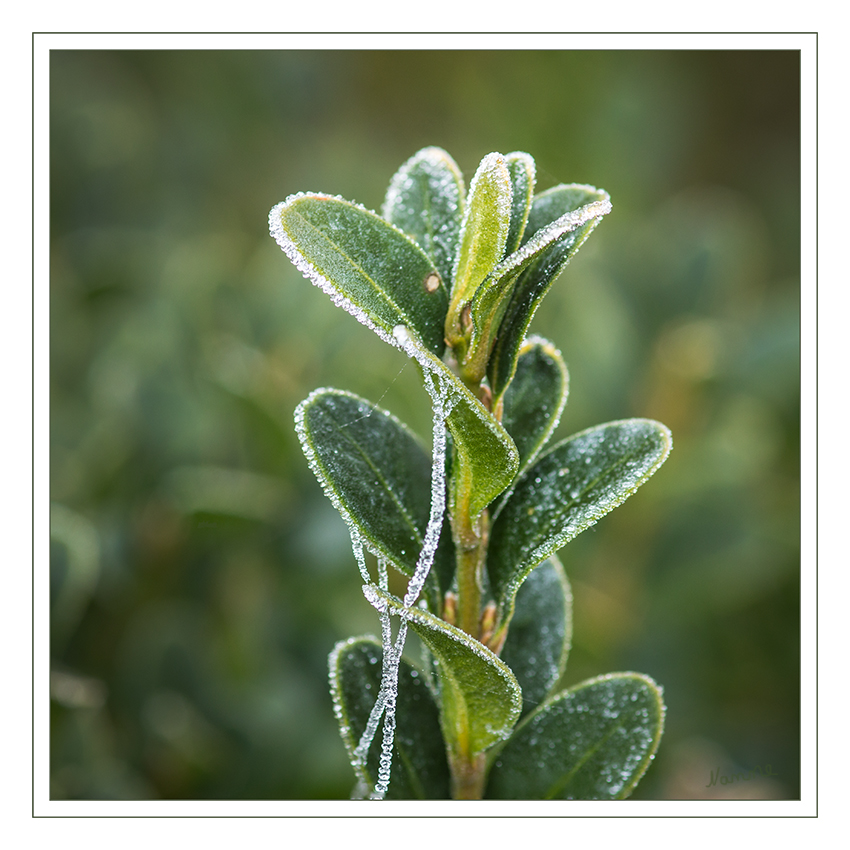 Frostig
Schlüsselwörter: Frost,