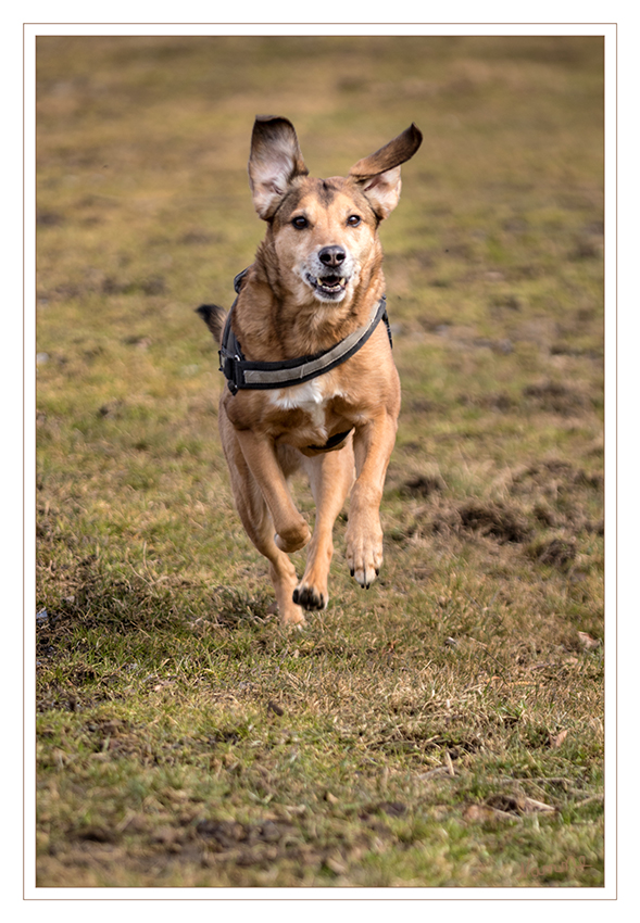 Freude
am laufen
Schlüsselwörter: Hund