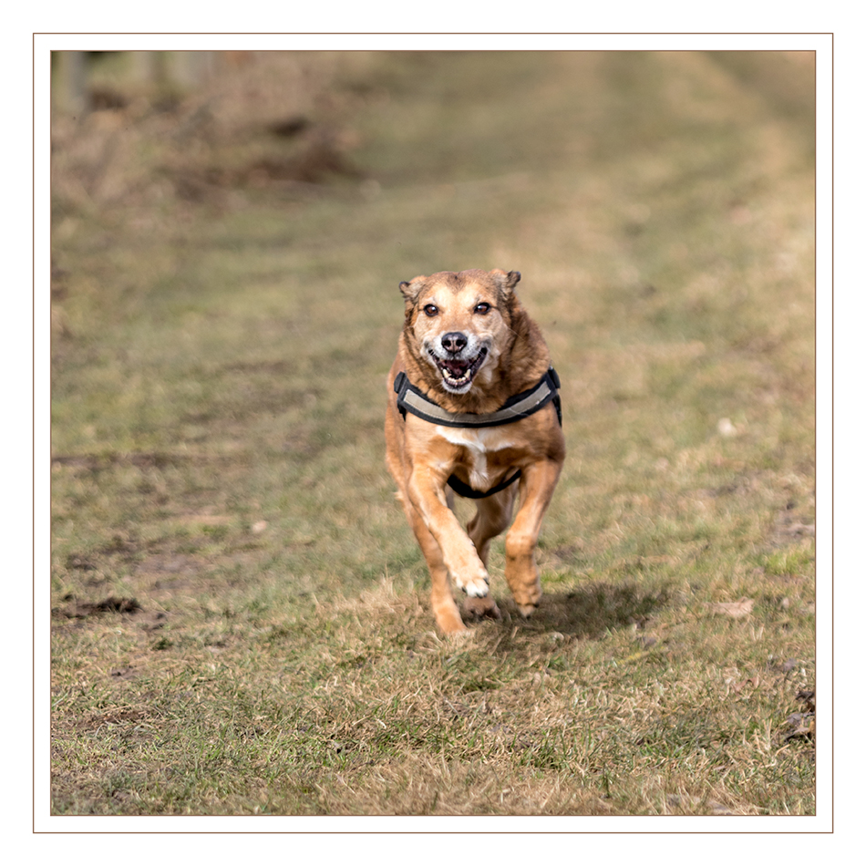 Freude
am laufen
Schlüsselwörter: Hund