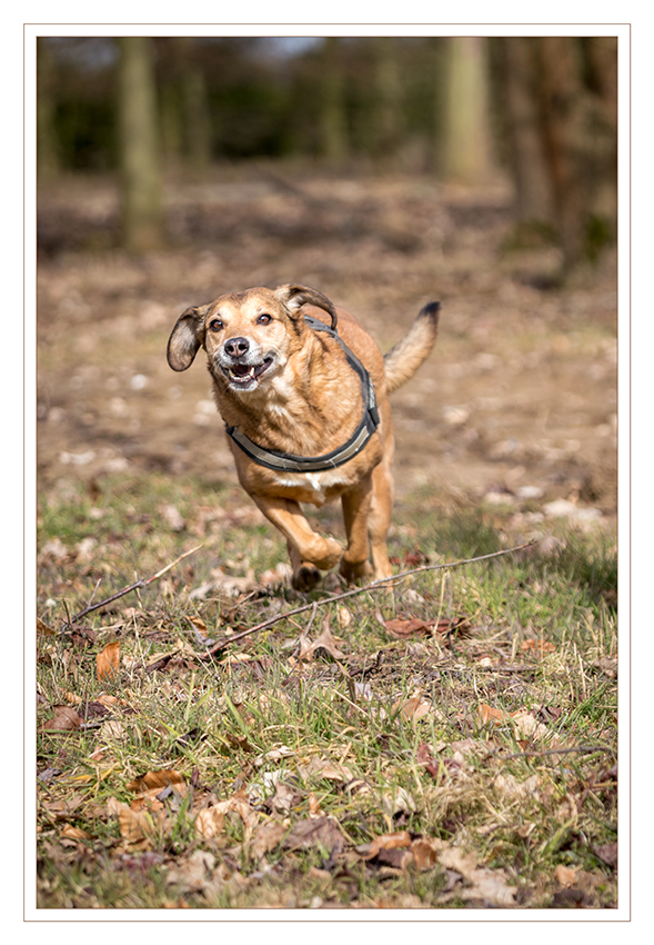 11 - Freude 
am laufen
Schlüsselwörter: Hund