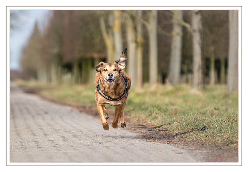 Freude 
am laufen
Schlüsselwörter: Hund