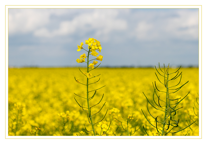 Frühlingsfarben
Rapsfeld
Schlüsselwörter: Frühling, Raps