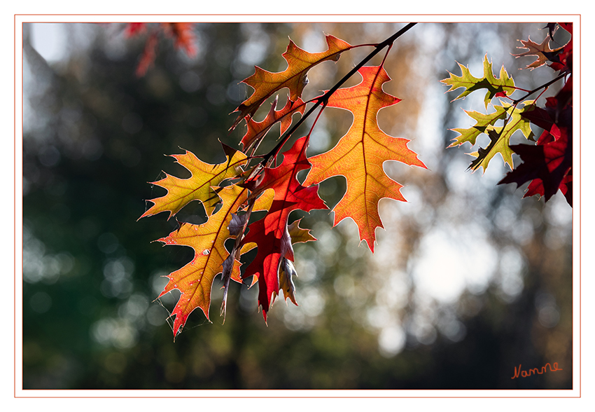 43 - Herbstleuchten
Schlüsselwörter: Sonne, Blätter, Herbst