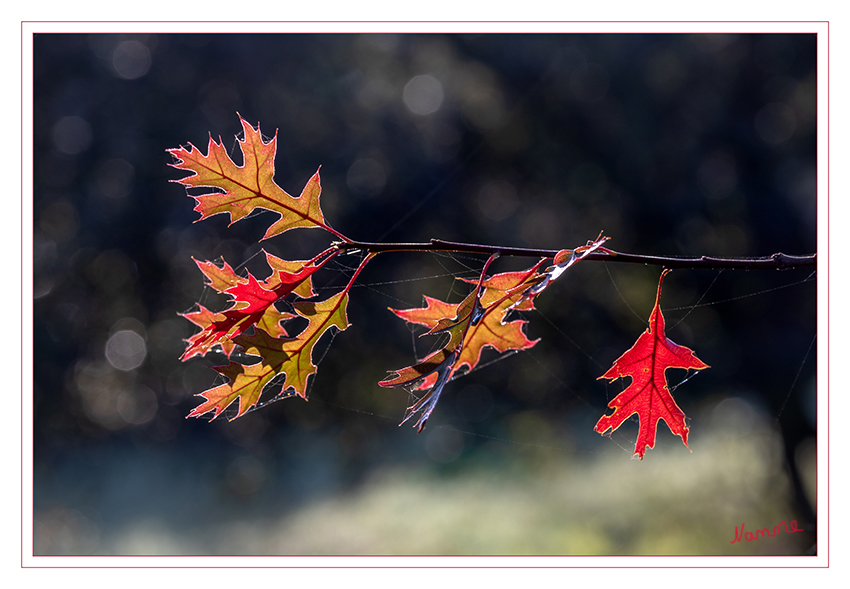 Herbstleuchten
Schlüsselwörter: Sonne, Blätter, Herbst