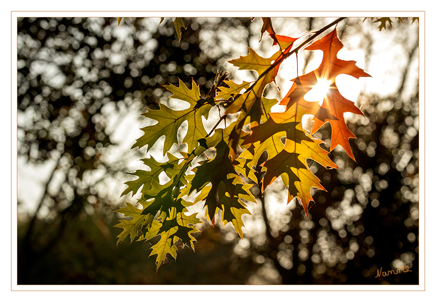 Herbstleuchten
Blätter im Gegenlicht 
Schlüsselwörter: Sonne, Blätter, Herbst
