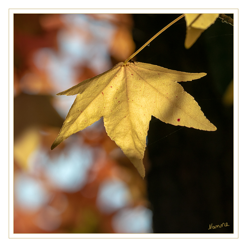 Herbstleuchten
Das Blatt im Gegenlicht der Oktobersonne
Schlüsselwörter: Sonne, Blätter, Herbst