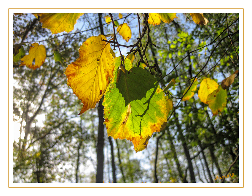 Im Licht der Oktobersonne
Schlüsselwörter: Oktober, Sonne, Blätter