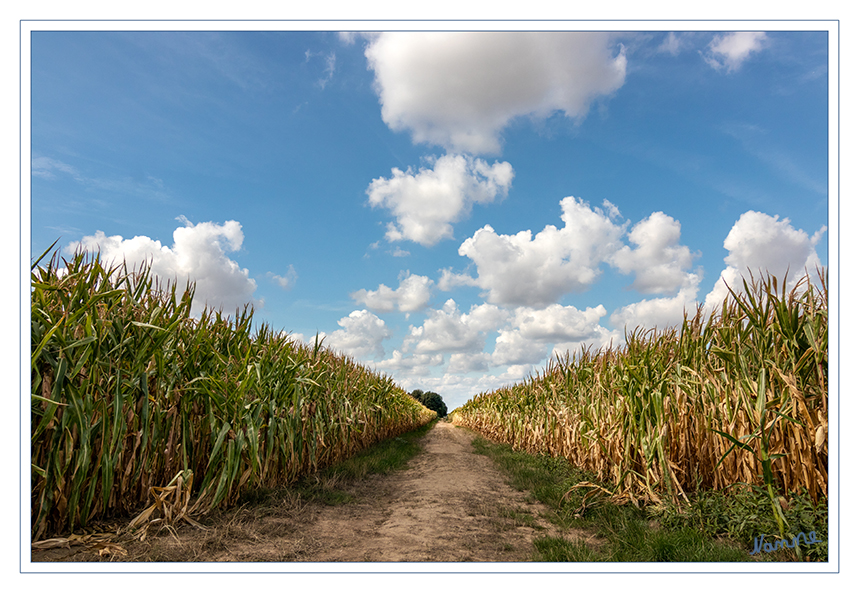 Maisfelder
Durch die lange Trockenheit in diesem Sommer hat gerade auch der Mais ordentlich gelitten. Mancherorts ist er sogar völlig vertrocknet.
Schlüsselwörter: Maisfeld