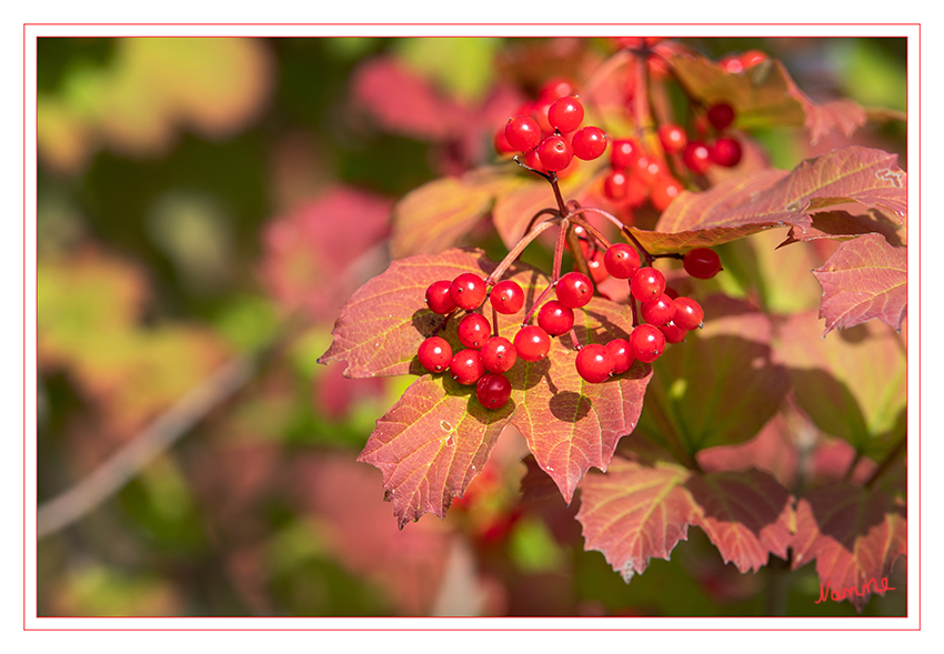 Im Sonnenlicht
Schlüsselwörter: Beeren, rot, Blatt