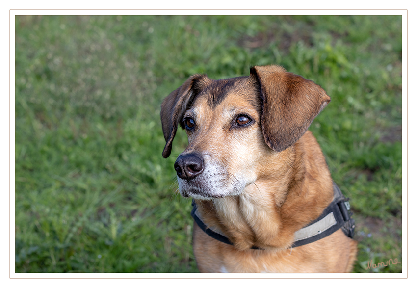 Im Grünen
Schlüsselwörter: Hund