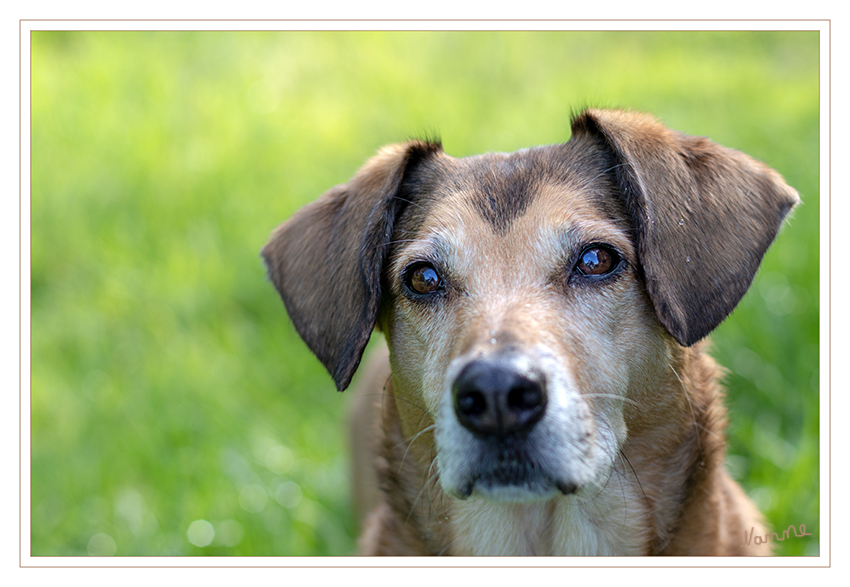 19 - Schau mir in die Augen
Schlüsselwörter: Hund