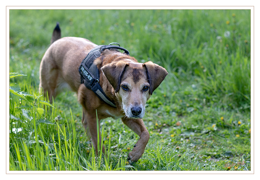 Im Grünen
Schlüsselwörter: Hund