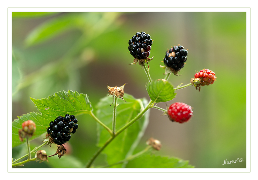 Brombeeren 
Die Brombeeren sind eine Sektion aus der umfangreichen und weltweit verbreiteten Pflanzengattung Rubus innerhalb der Familie der Rosengewächse.  Die Früchte werden als Obst verwendet. laut Wikipedia
Schlüsselwörter: Brombeeren