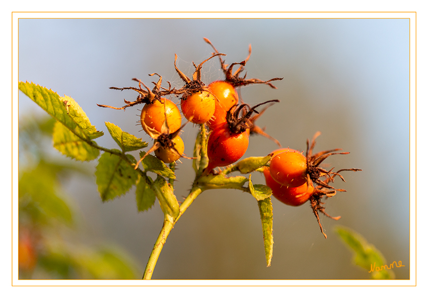 Es wird herbstlich
Als Hagebutten bezeichnet man die ungiftigen Sammelnussfrüchte verschiedener Rosenarten, besonders der Hunds-Rose (Rosa canina). Als Hagebutten werden landläufig auch die Wildrosen, oder Heckenrosen, selbst bezeichnet, an denen die Früchte wachsen. laut Wikipedia
Schlüsselwörter: Hagebutten