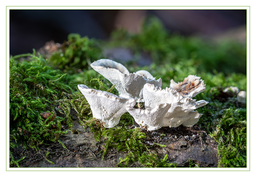 Baumpilz
Schlüsselwörter: Pilz; Pilze