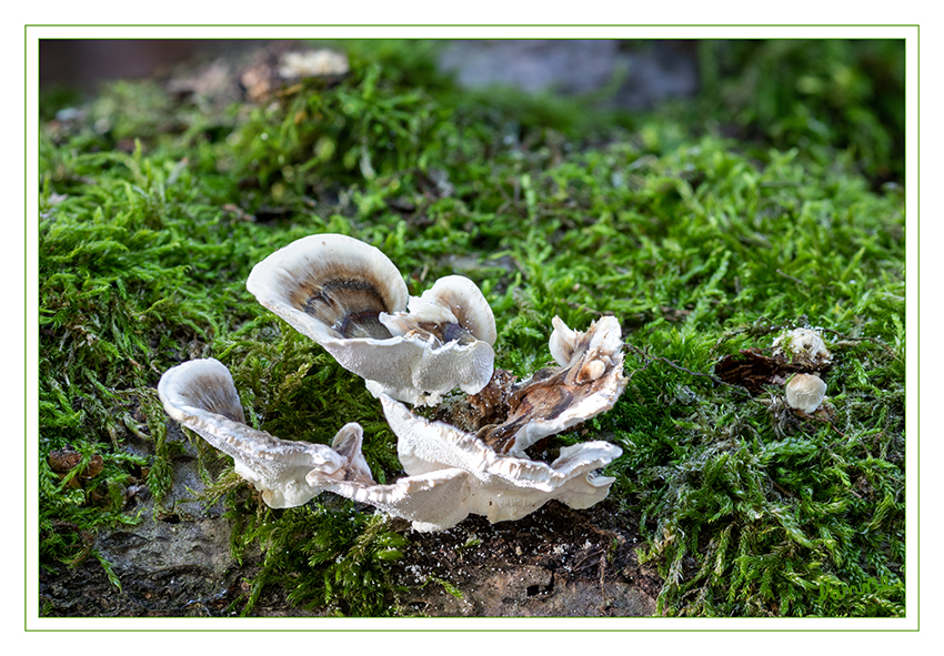 Baumpilz
Schlüsselwörter: Pilz; Pilze