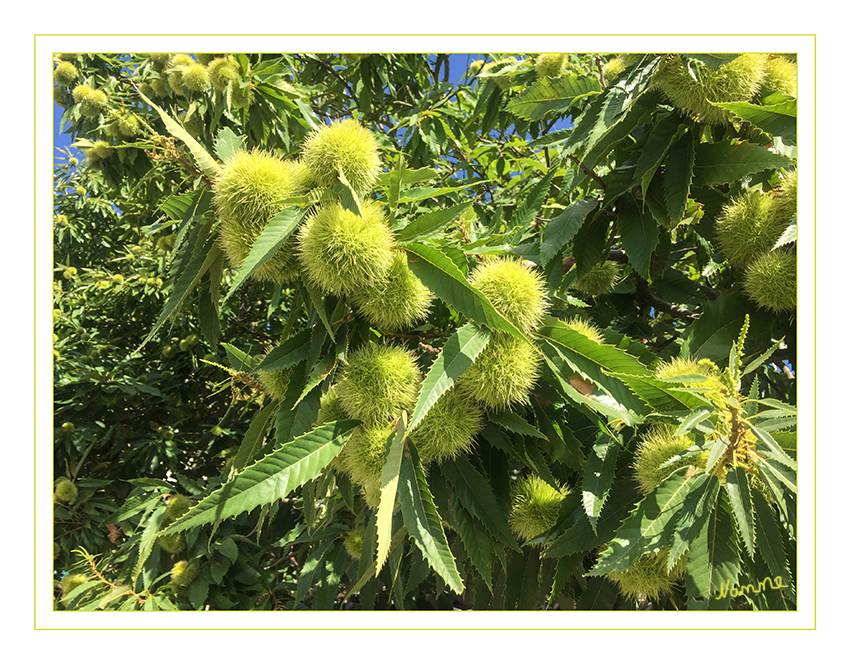 Esskastanien
Die Edelkastanie (Castanea sativa), auch Esskastanie genannt, ist der einzige europäische Vertreter der Gattung Kastanien (Castanea) aus der Familie der Buchengewächse (Fagaceae). 
Zum anderen sind sie als Maronen bekannt, mit den Varianten Maroni in Österreich und Marroni in der Schweiz. Vom Mittelalter bis gegen Ende des 19. Jahrhunderts war die Edelkastanie in den Bergregionen Südeuropas das Hauptnahrungsmittel der Landbevölkerung. laut Wikipedia
Schlüsselwörter: Kastanie; Esskastanien