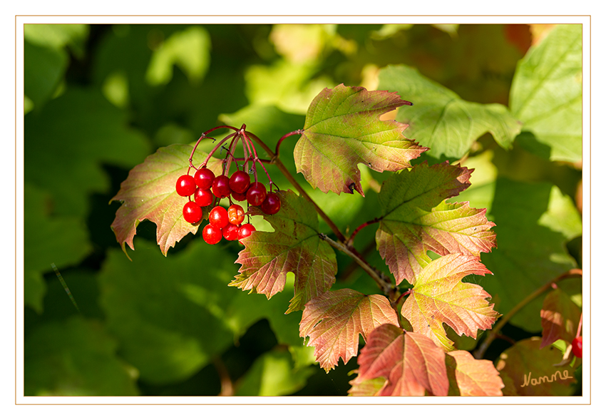 Es wird herbstlich
Schlüsselwörter: Herbst; Blatt; Beeren