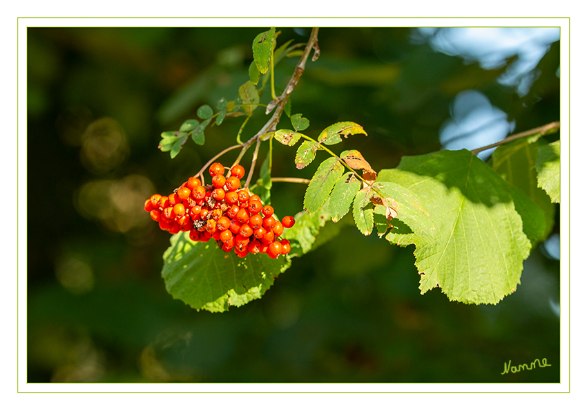 Es wird herbstlich
Schlüsselwörter: Herbst; Blatt; Beeren