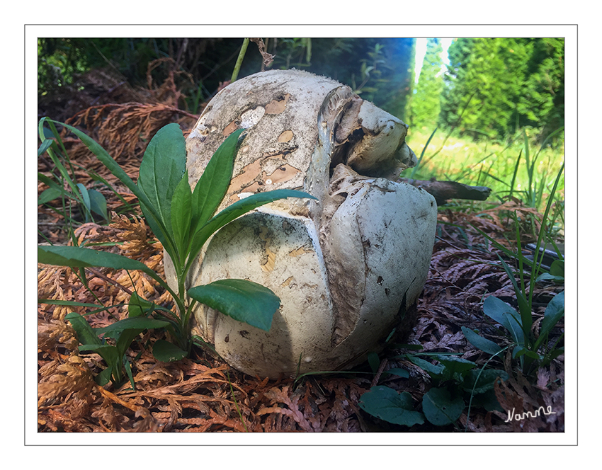 Riesenbovist
Riesenboviste wachsen von Juni bis September vornehmlich auf Wiesen, Weiden und lichten Wäldern (aufgelockerte Kiefernwälder auf eher trockenen Standorten). Charakteristische Standorte sind vor allem alte Streuobstwiesen, wo schon Hexenringe von zehn oder mehr Metern Durchmesser beobachtet werden konnten. laut Wikipedia
Sehr guter Speisepilz solange er innen weiß ist. 
Schlüsselwörter: Pilz; Pilze