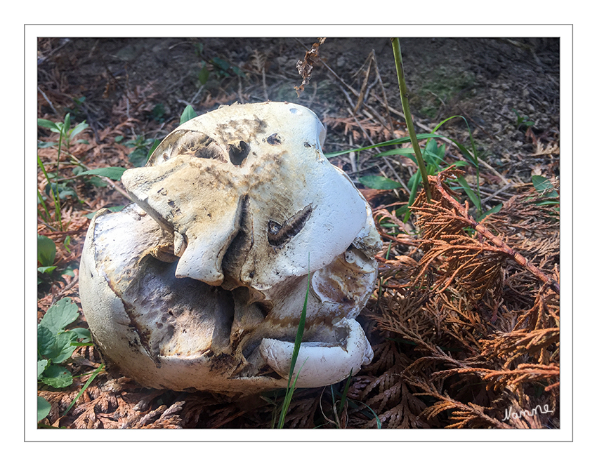 Riesenbovist
Der Riesenbovist (Calvatia gigantea, Syn. Langermannia gigantea, Lycoperdon gigantea) ist ein leicht bestimmbarer Wiesenpilz mit außerordentlich großen Fruchtkörpern aus der Familie der Champignonverwandten. laut Wikipedia
Sehr guter Speisepilz solange er innen weiß ist. 
Schlüsselwörter: Pilz; Pilze