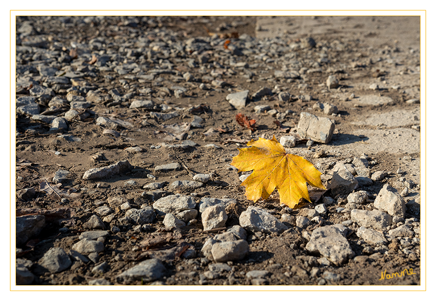 44 - Einsam
2019
Schlüsselwörter: Herbst; Blatt;