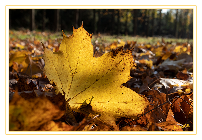 Runtergefallen
Schlüsselwörter: Herbst; Blatt;