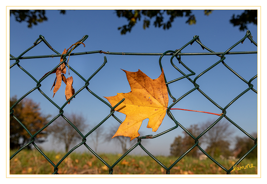 Hängengeblieben
Schlüsselwörter: Herbst; Blatt; Samen