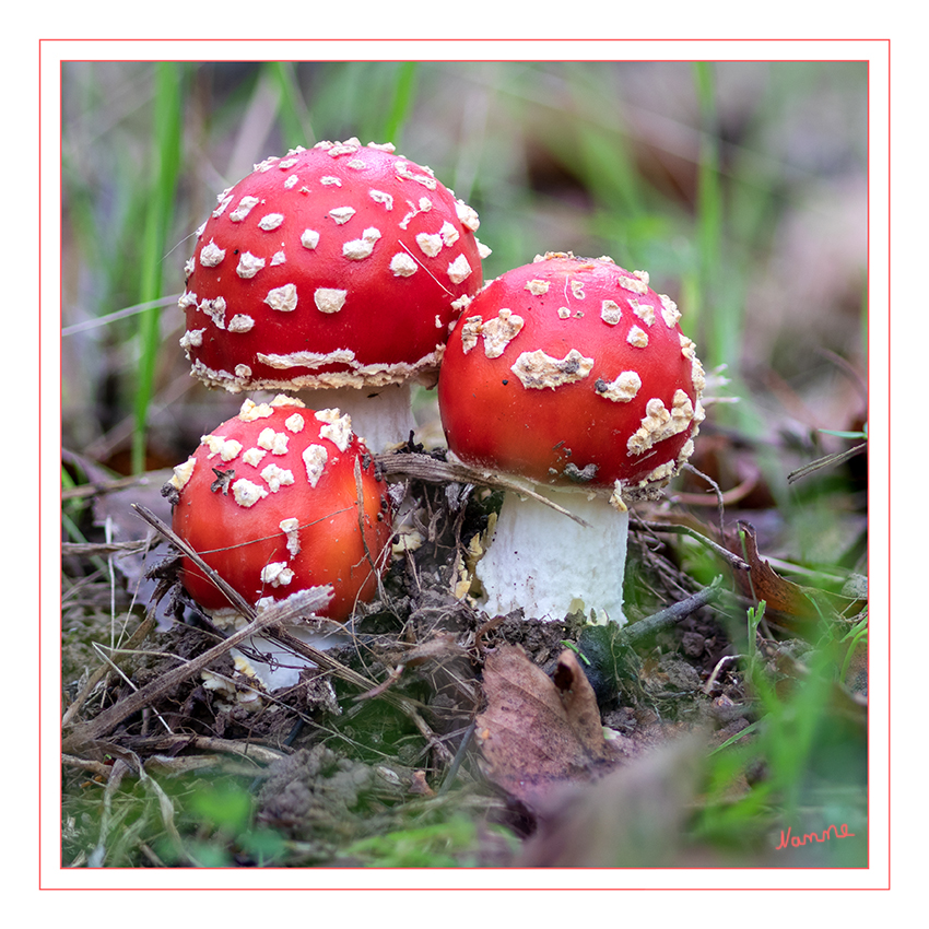 Fliegenpilzgruppe
Er ist ein wertvoller Mykorrhizabildner der meist mit Birken oder Fichten Lebensgemeinschaften eingeht. laut natur-in-nrw
Schlüsselwörter: Pilz; Pilze;