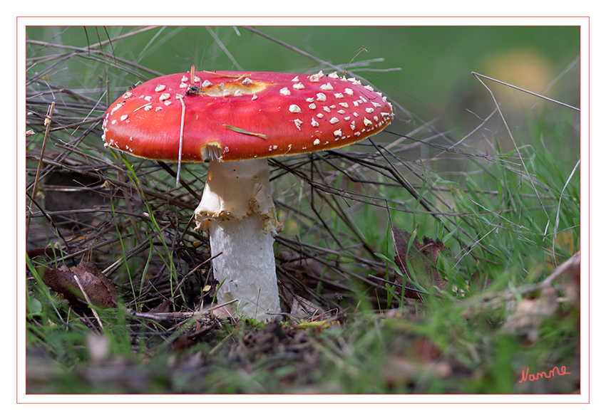 Fliegenpilz
Der rote Hut ist bisweilen auch fleckenweise heller, und zwar besonders gegen den Rand mit orangener Mischfarbe, gelegentlich durch tiefer rot gefärbte Linien wie faserig gestreift. Am Hutrand hängen teilweise leicht entfernbare weiße Velumflocken. Im Übrigen ist die Oberfläche weitgehend glatt bzw. wie gehämmert uneben, im feuchten Zustand etwas schmierig und schwach glänzend. Die Hutdeckschicht ist als Haut bis zur Mitte des Hutes abziehbar; das dadurch freigelegte Hutfleisch ist tief safrangelb gefärbt.  laut Wikipedia
Schlüsselwörter: Pilz; Pilze;