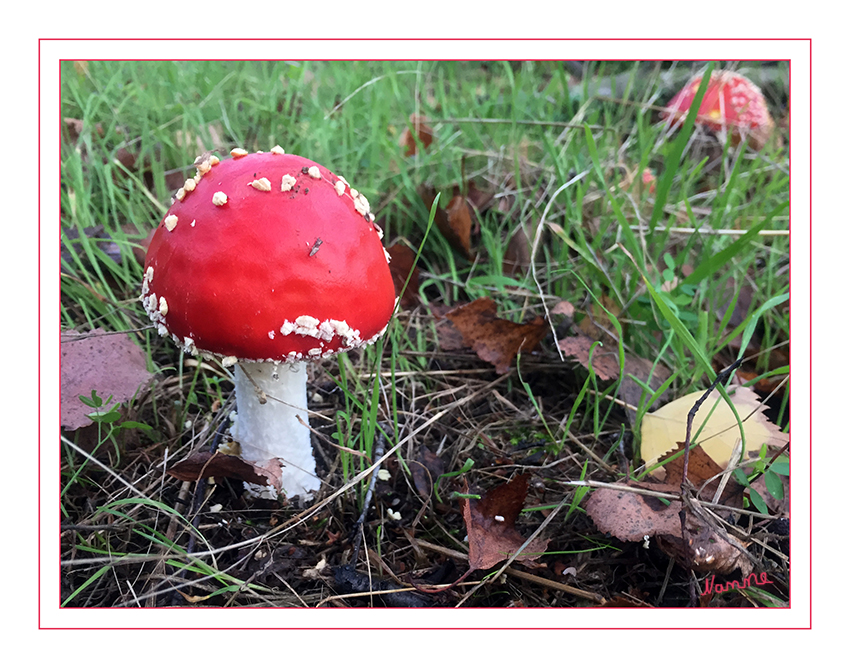 Fliegenpilz
Der Fliegenpilz (Amanita muscaria) ist eine giftige Pilzart aus der Familie der Wulstlingsverwandten. Die Fruchtkörper der auch als Roter Fliegenpilz bezeichneten Spezies erscheinen in Mitteleuropa von Juni bis zum Beginn des Winters, hauptsächlich von Juli bis Oktober. 
Die deutsche Bezeichnung Fliegenpilz soll einem weit verbreiteten Glauben zufolge von einem alten Brauch herstammen, gezuckerte Stücke des Fruchtkörpers mit Milch übergossen als tödliches Lockmittel für Fliegen zu verwenden. laut Wikipedia
Schlüsselwörter: Pilz; Pilze