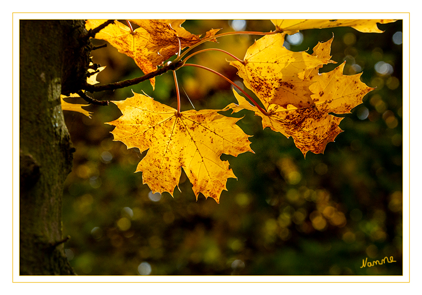 42 - Lichtdurchflutet
2019
Schlüsselwörter: Herbst; Blatt;