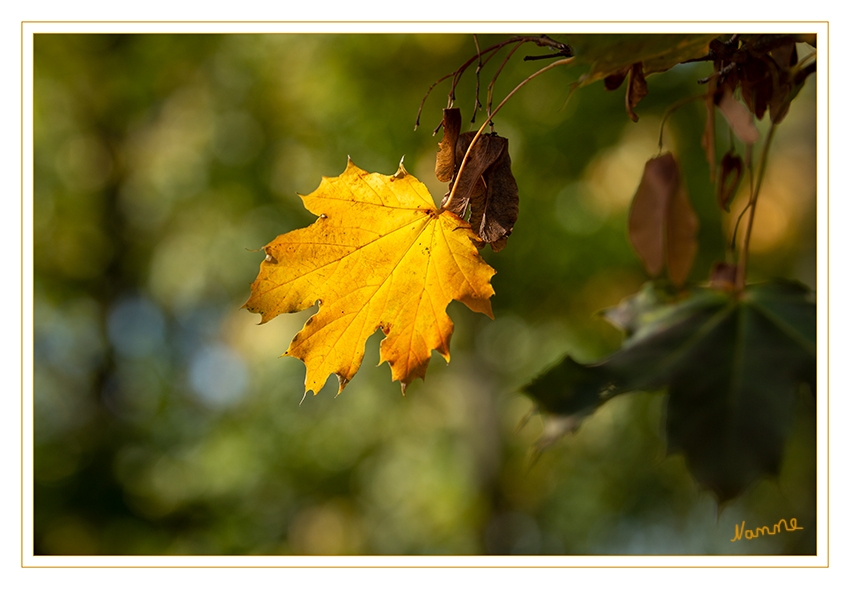 Einsam
Schlüsselwörter: Herbst; Blatt;