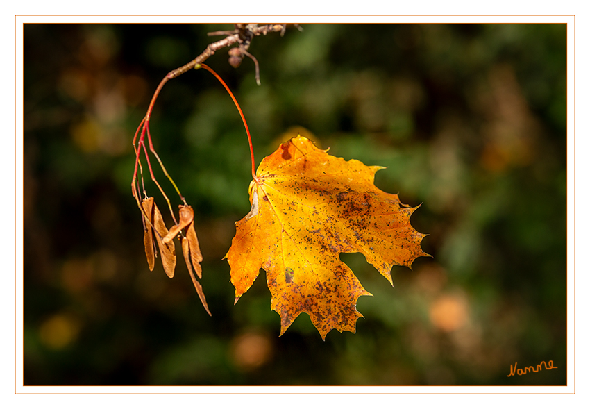 Herbstfarben
Schlüsselwörter: Herbst; Blatt;